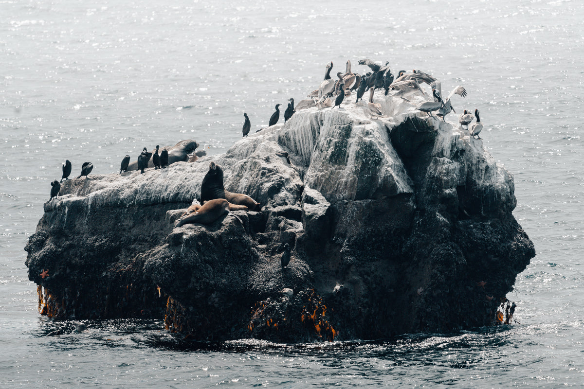 Sea lions and cormorants crowded on a rock stack surrounded by grey ocean off Santa Cruz